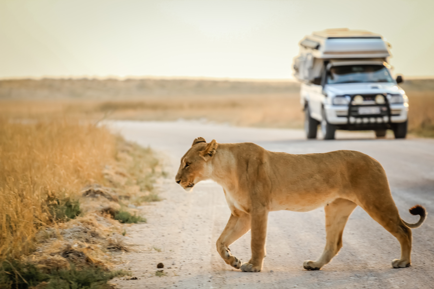 safari namibie prijs