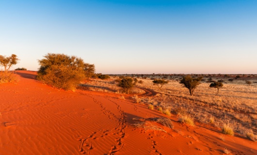 desert de kalahari namibie