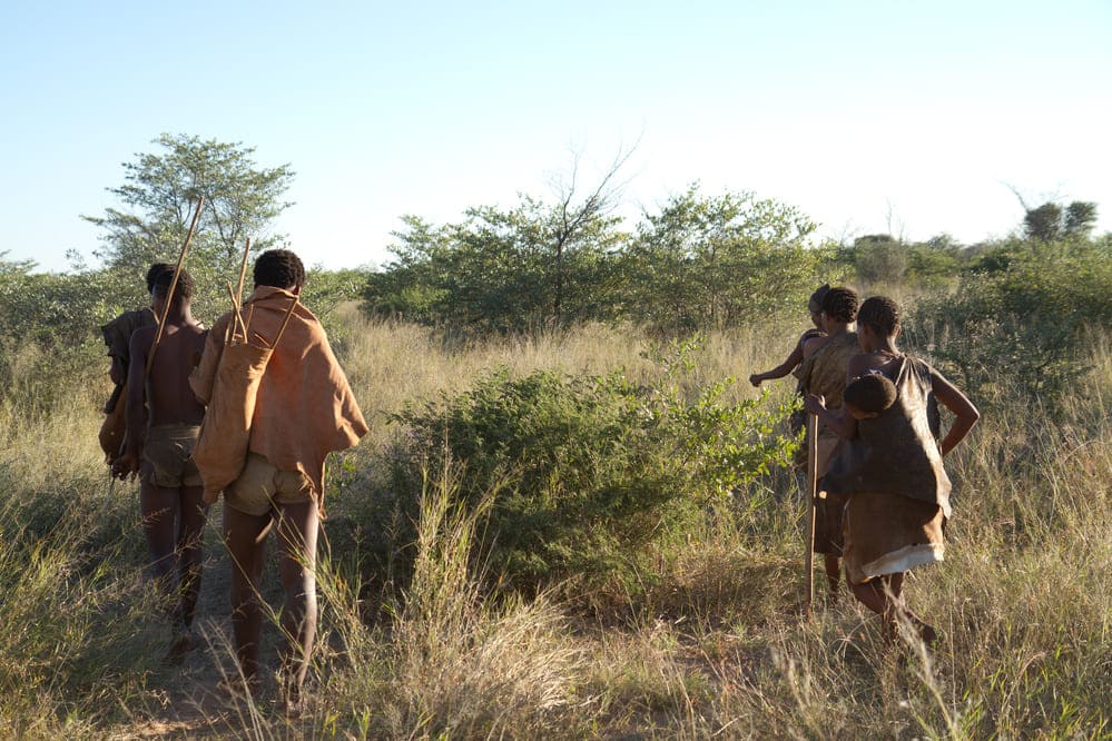 bushmen san of the kalahari during a bushwalk