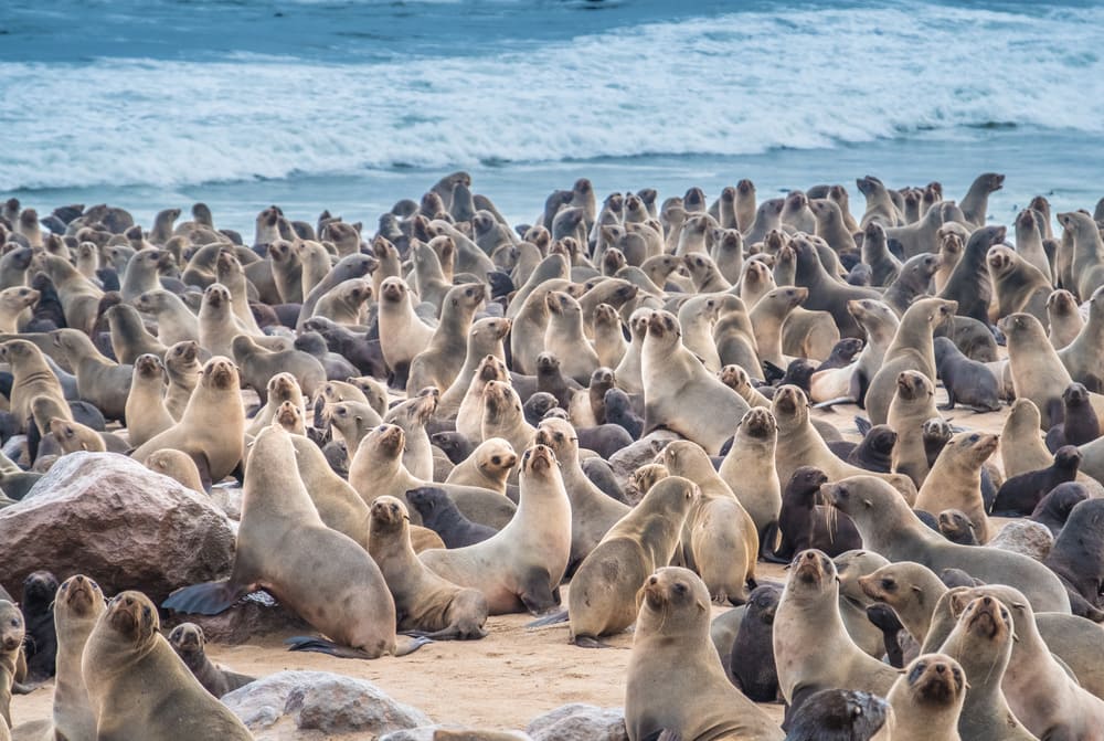 Cape Cross Seal Reserve in the South Atlantic in the Skeleton Coast, Namib desert, western Namibia. Home to one of the largest colonies of Cape fur seals in the world.