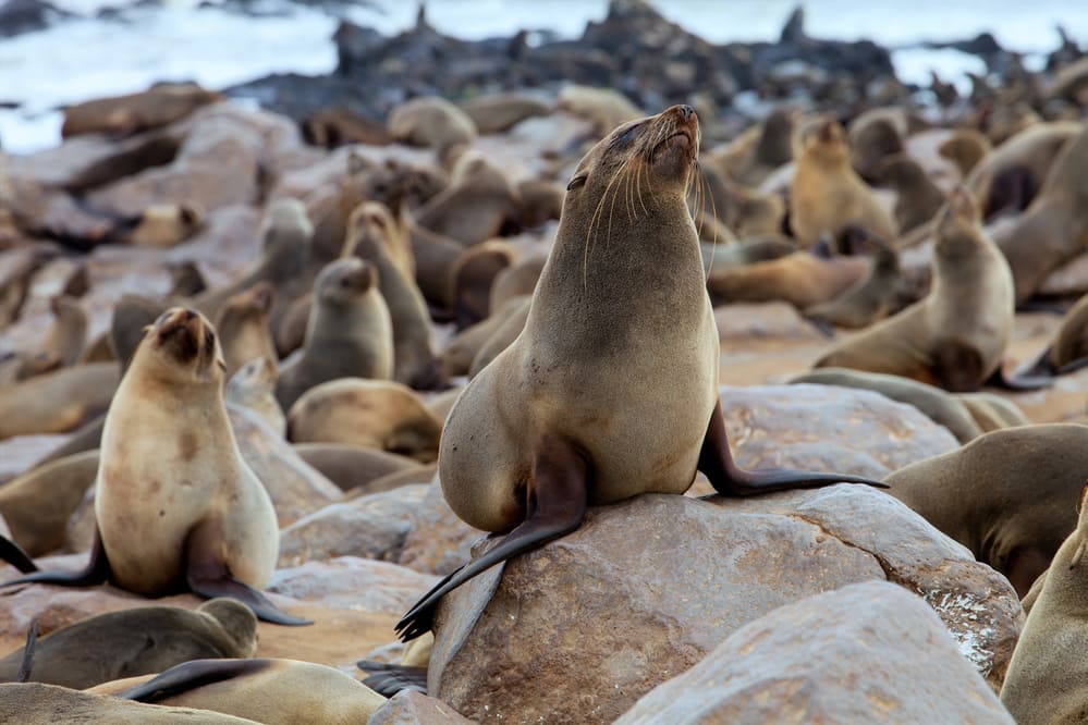 huge colonies Brown fur seal, Arctocephalus pusillus, Cape Cross, Namibia