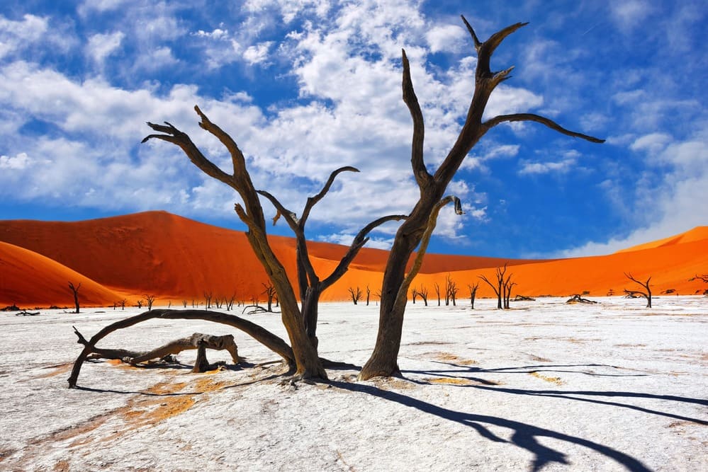 Dead Camelthorn Trees against red dunes and blue sky in Deadvlei, Sossusvlei. Namib-Naukluft National Park, Namibia, Africa