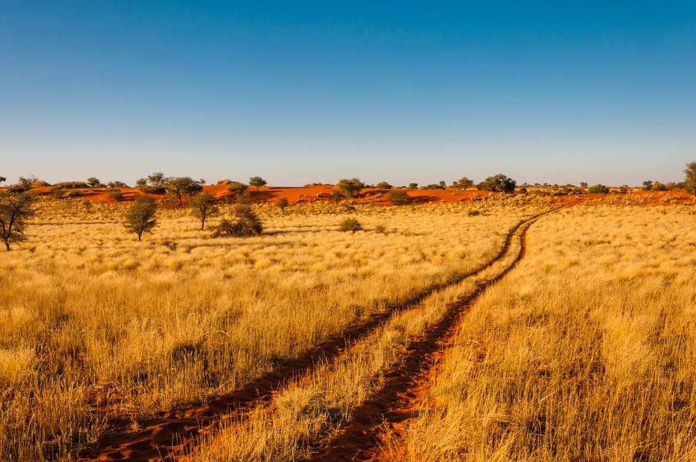 desert de kalahari namibie