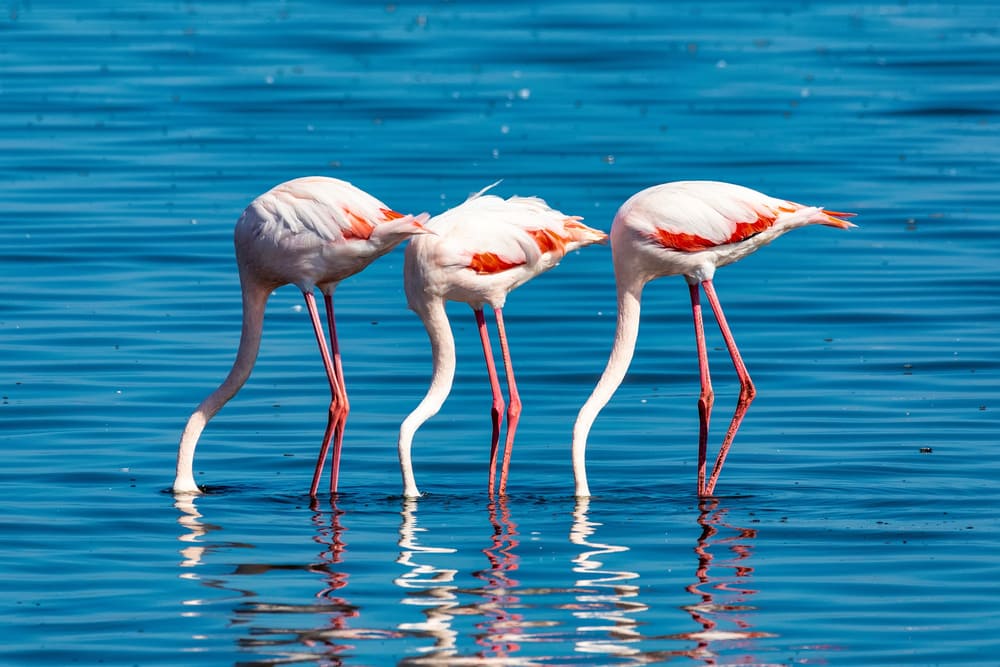 beautiful bird Rosy Flamingo in Walvis Bay reservation, Namibia, Safari wildlife