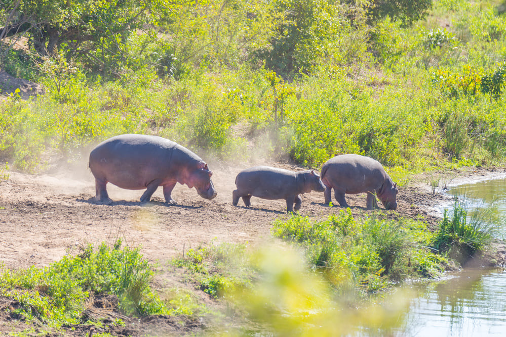Hippos on riverbank in the Kruger National Park, famous travel destination in South Africa.