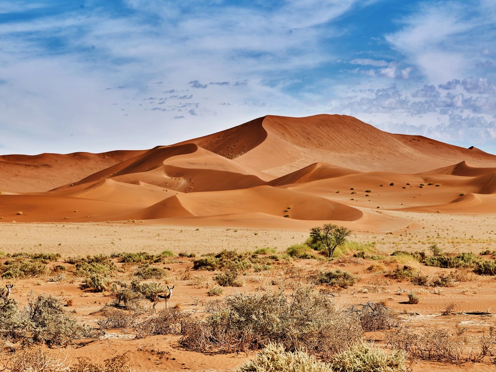 desert of namib with sand dunes and two gazelle