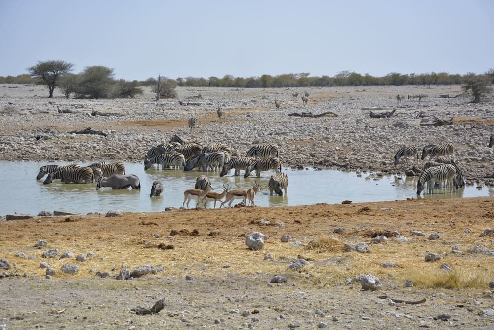 Waterhole, Okaukuejo, Etosha Nationalpark, Namibia, Africa