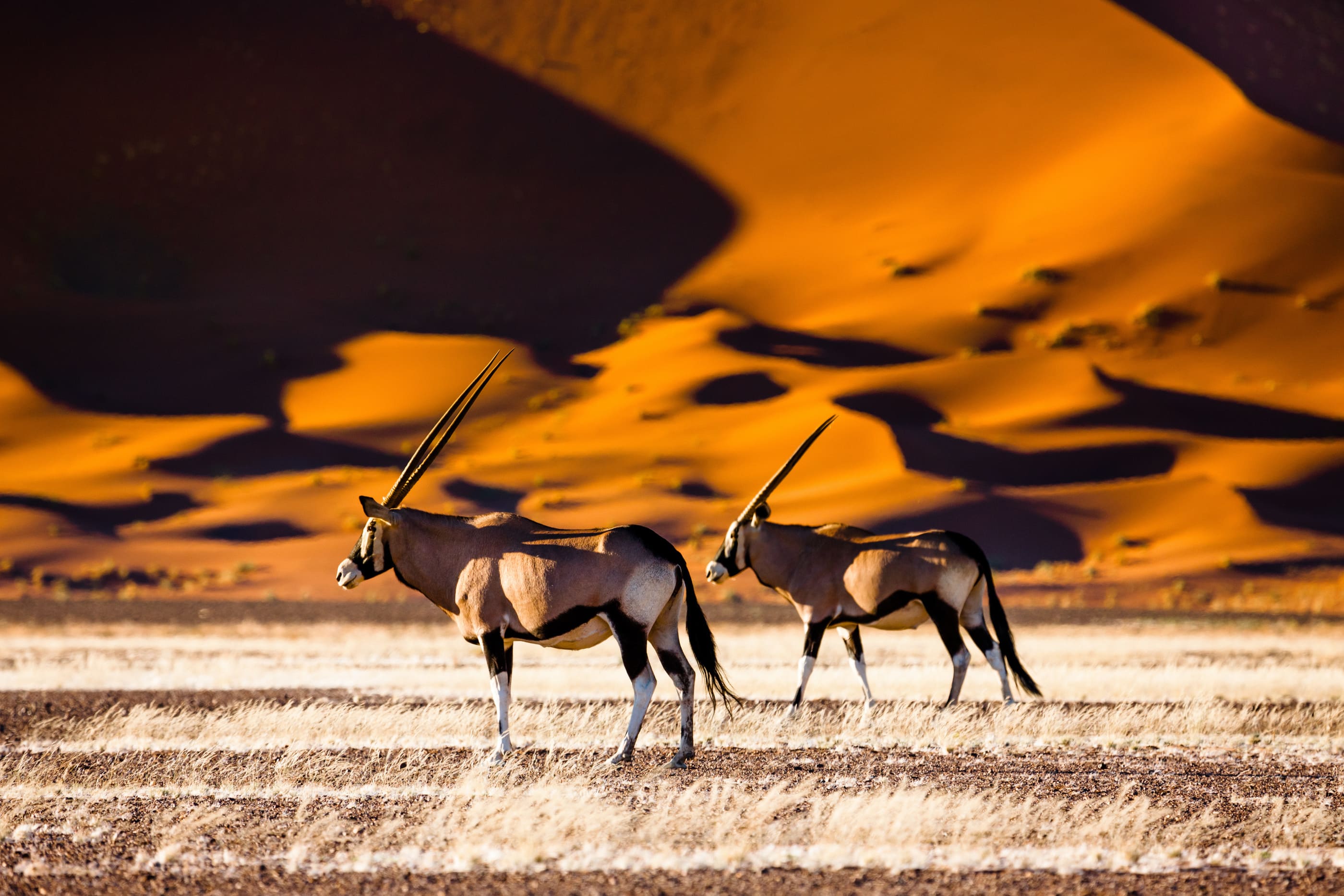 Kombinace impozantních dun Namibu v Sossusvlei a elegantních jihoafrických přímorožců (Oryxů) v zapadajícím slunci zhmotňuje fotografův splněný sen. Na druhou stranu tetelící se horký vzduch nad rozpáleným povrchem pouště je nepřekonatelný problém pro dosažení dokonale ostré fotografie. I ze sebelepšího objektivu udělá jen plastovou hračku za pár korun.