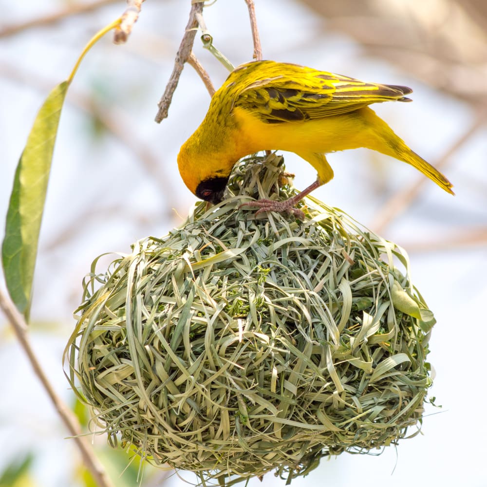 Yellow masked weaver bird building nest, seen at safari tour through namibia, southern africa.