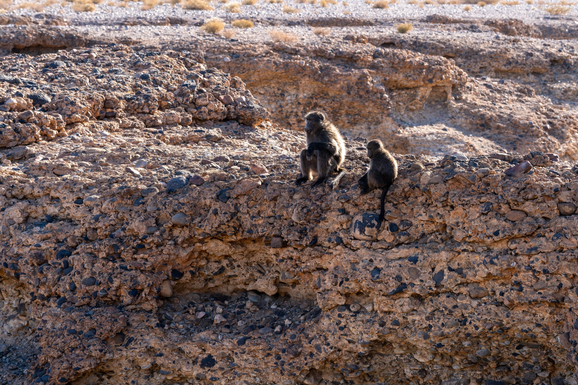 Singes dans le canyon de Sesriem