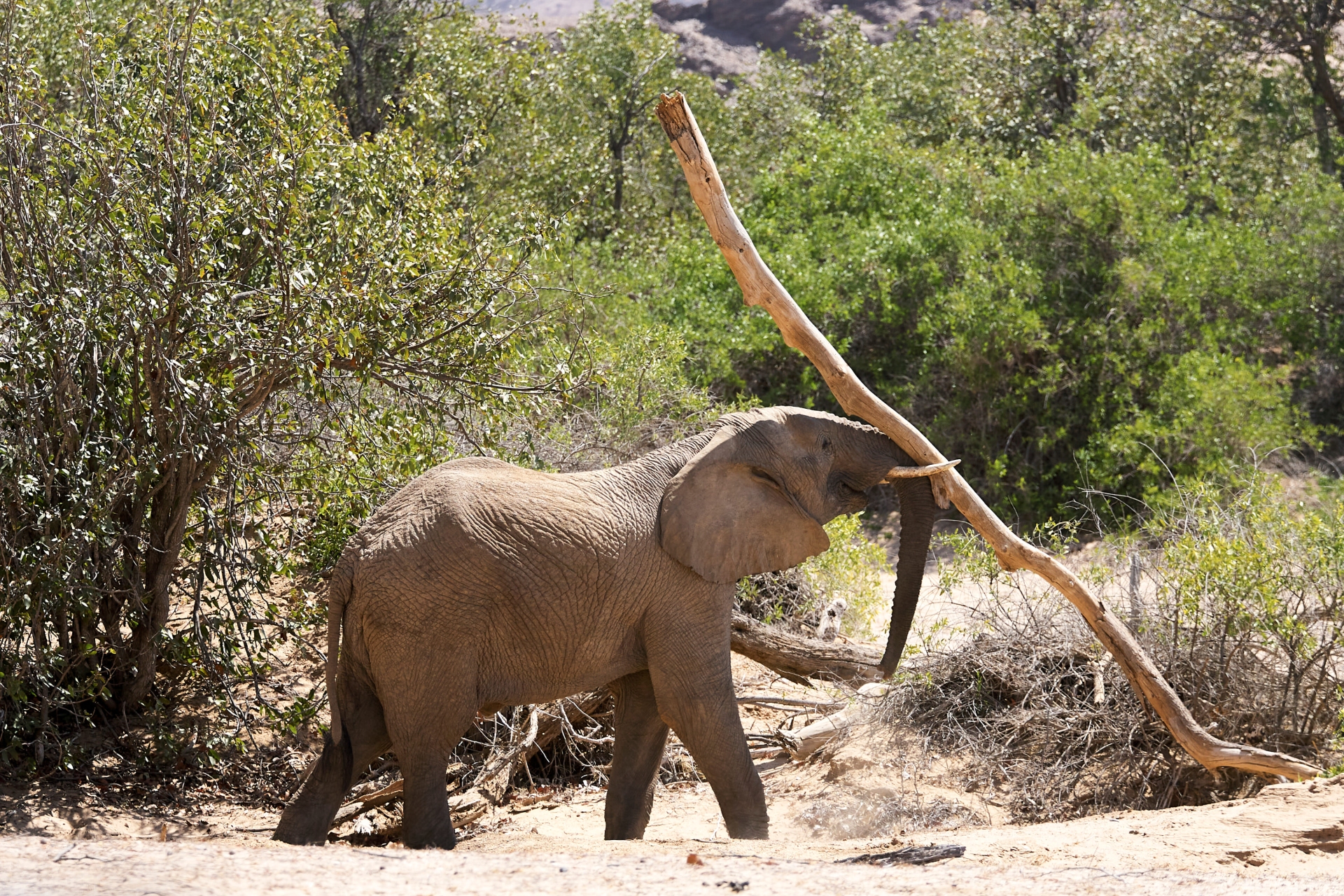 Éléphants du désert