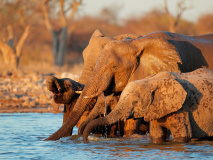 African elephants (Loxodonta africana) drinking water, Etosha National Park, Namibia.