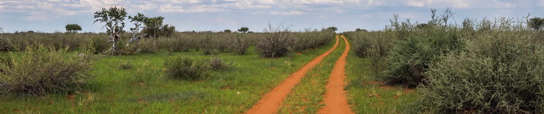 Piste dans le désert du Kalahari