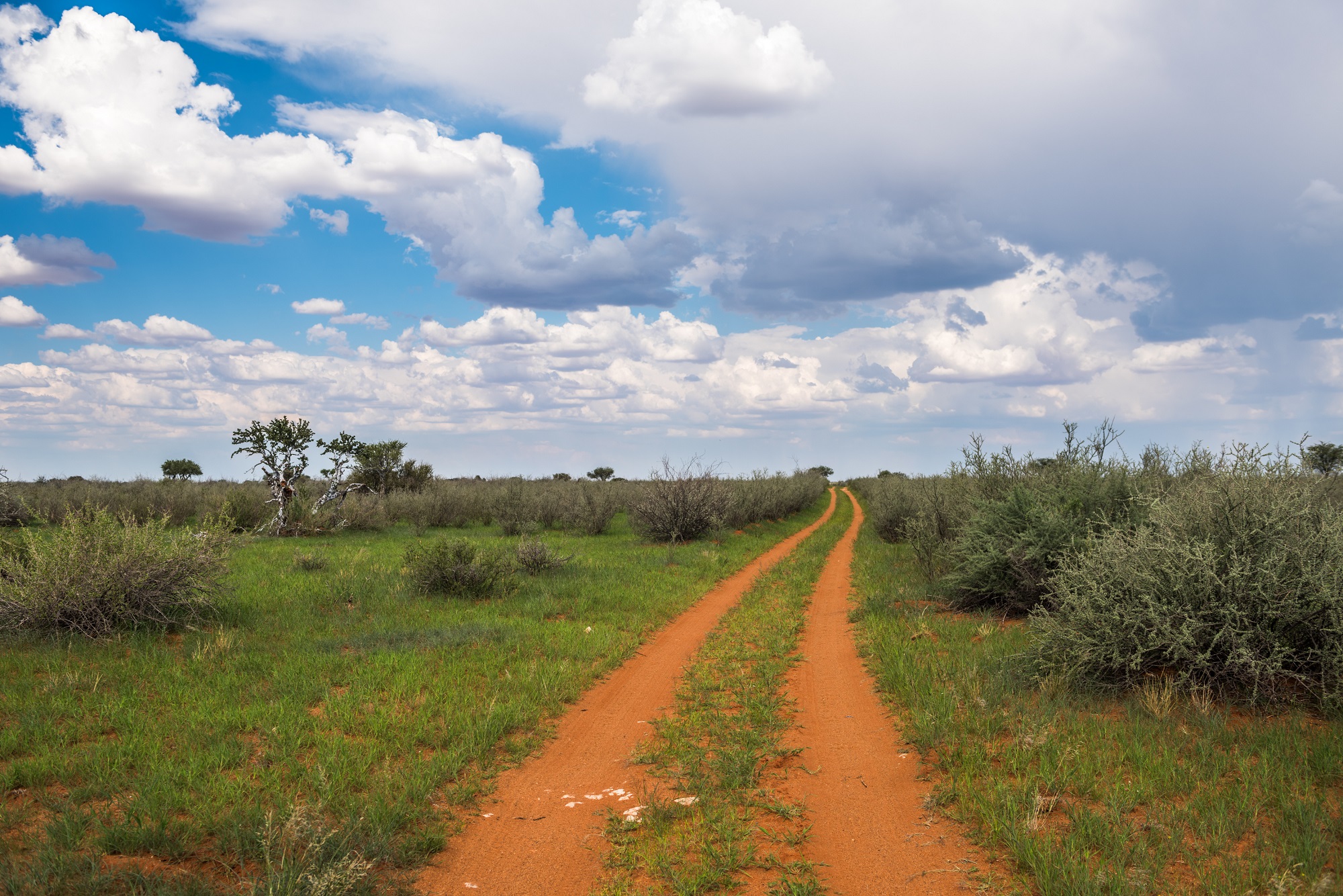 Piste dans le désert du Kalahari