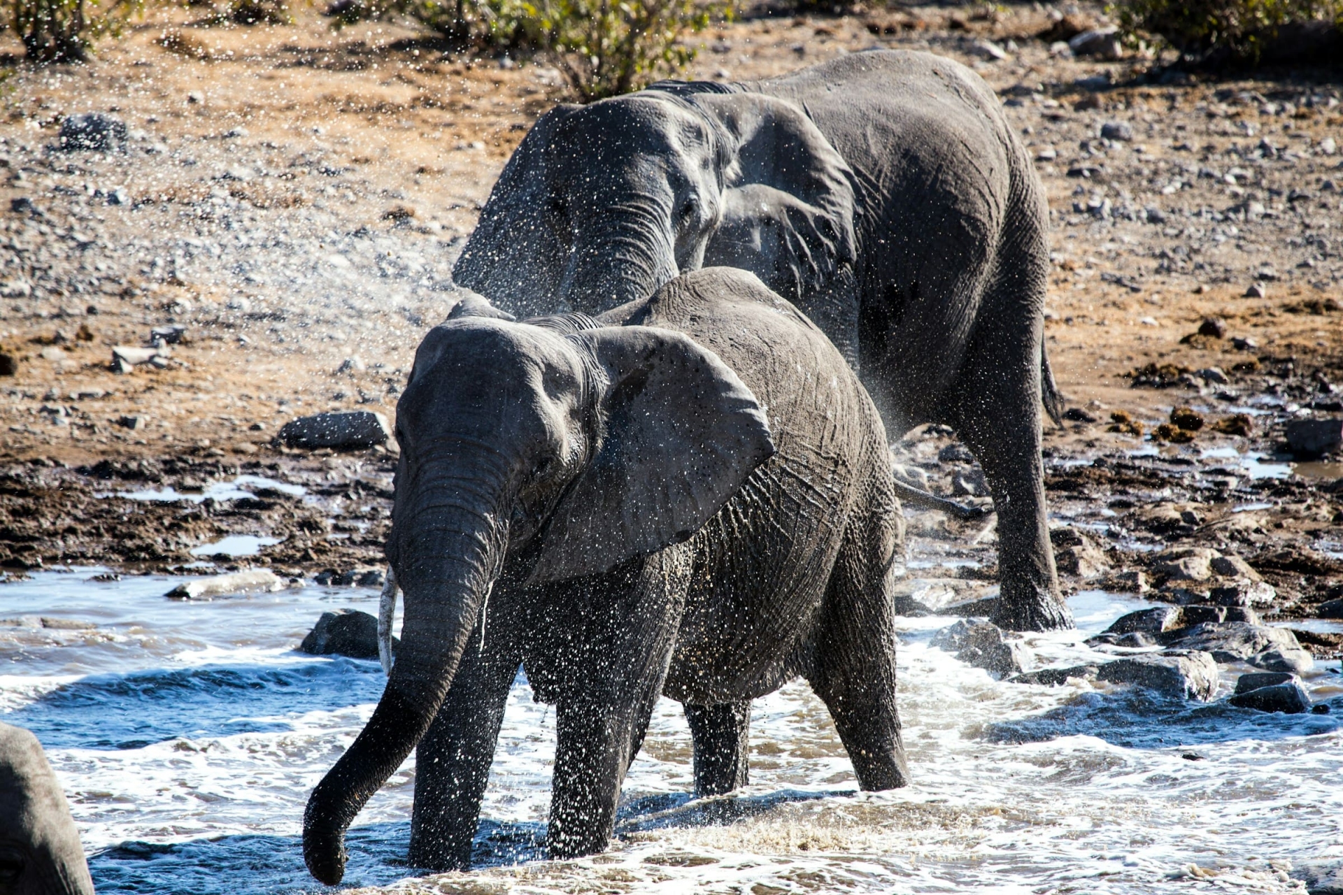Éléphant à Etosha