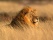 Lion Namibie