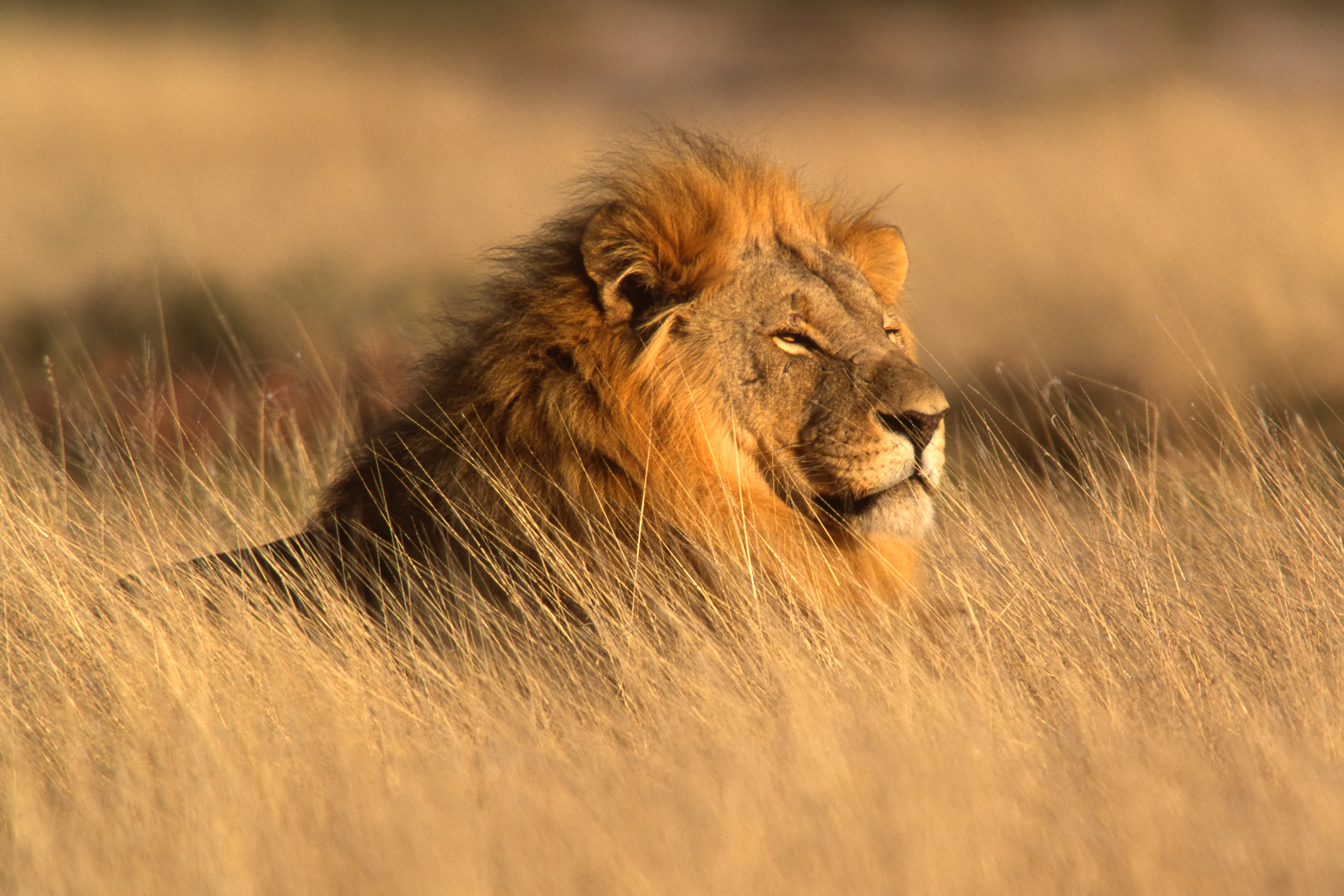 Lion Namibie