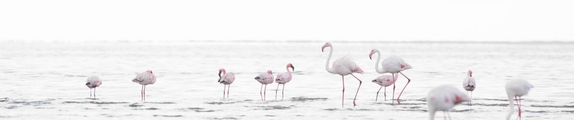 Flamants Roses à Walvis Bay