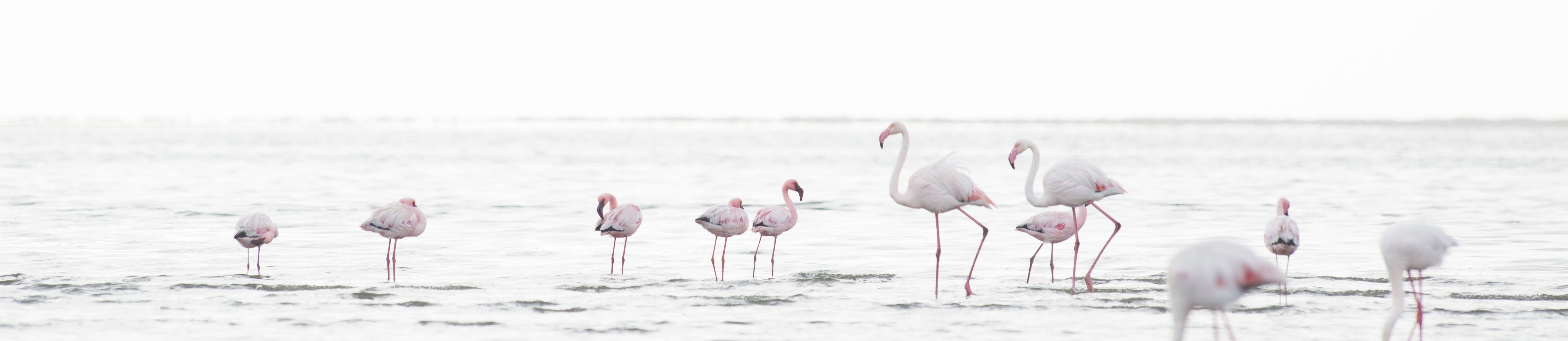 Flamants Roses à Walvis Bay