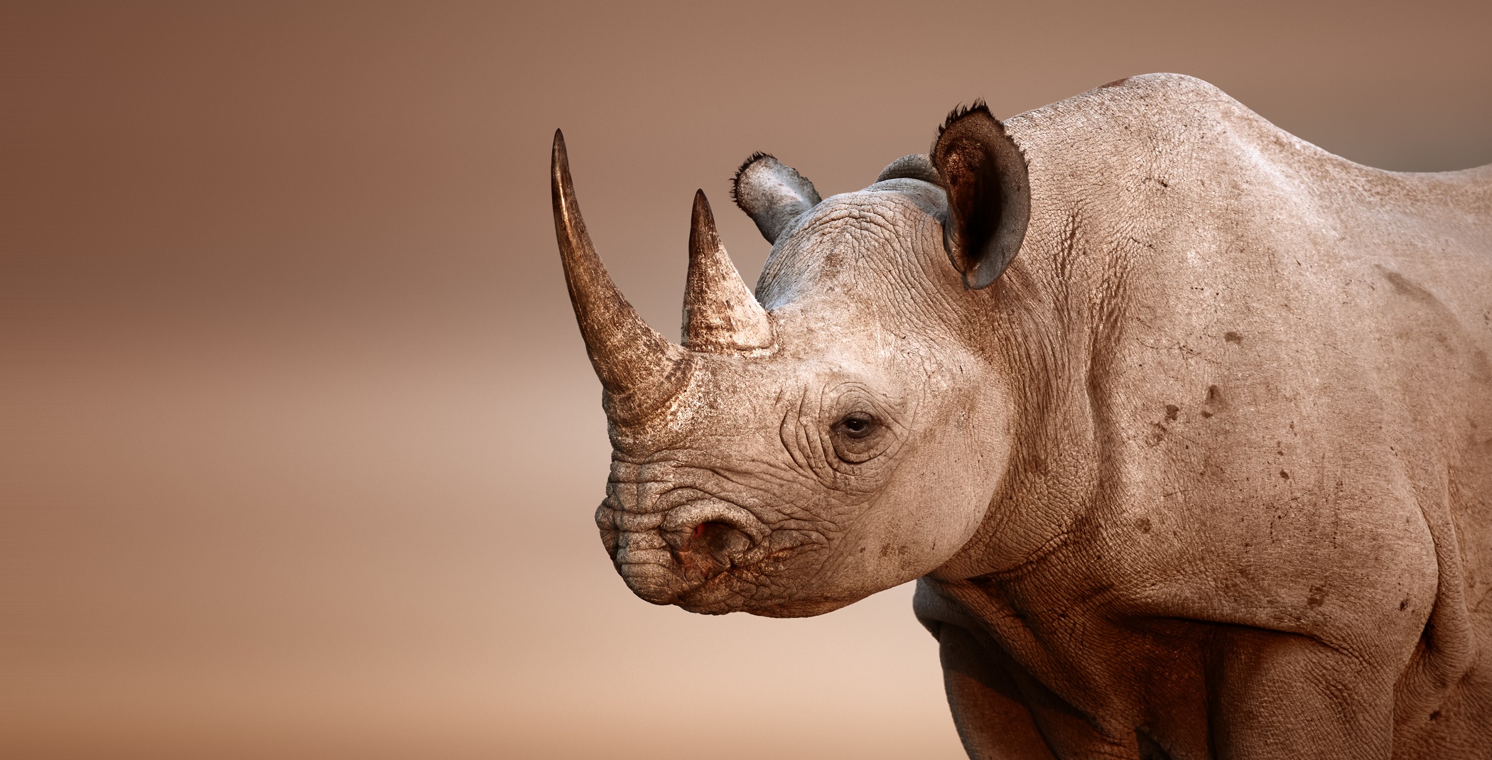 Rhinocéros Noir