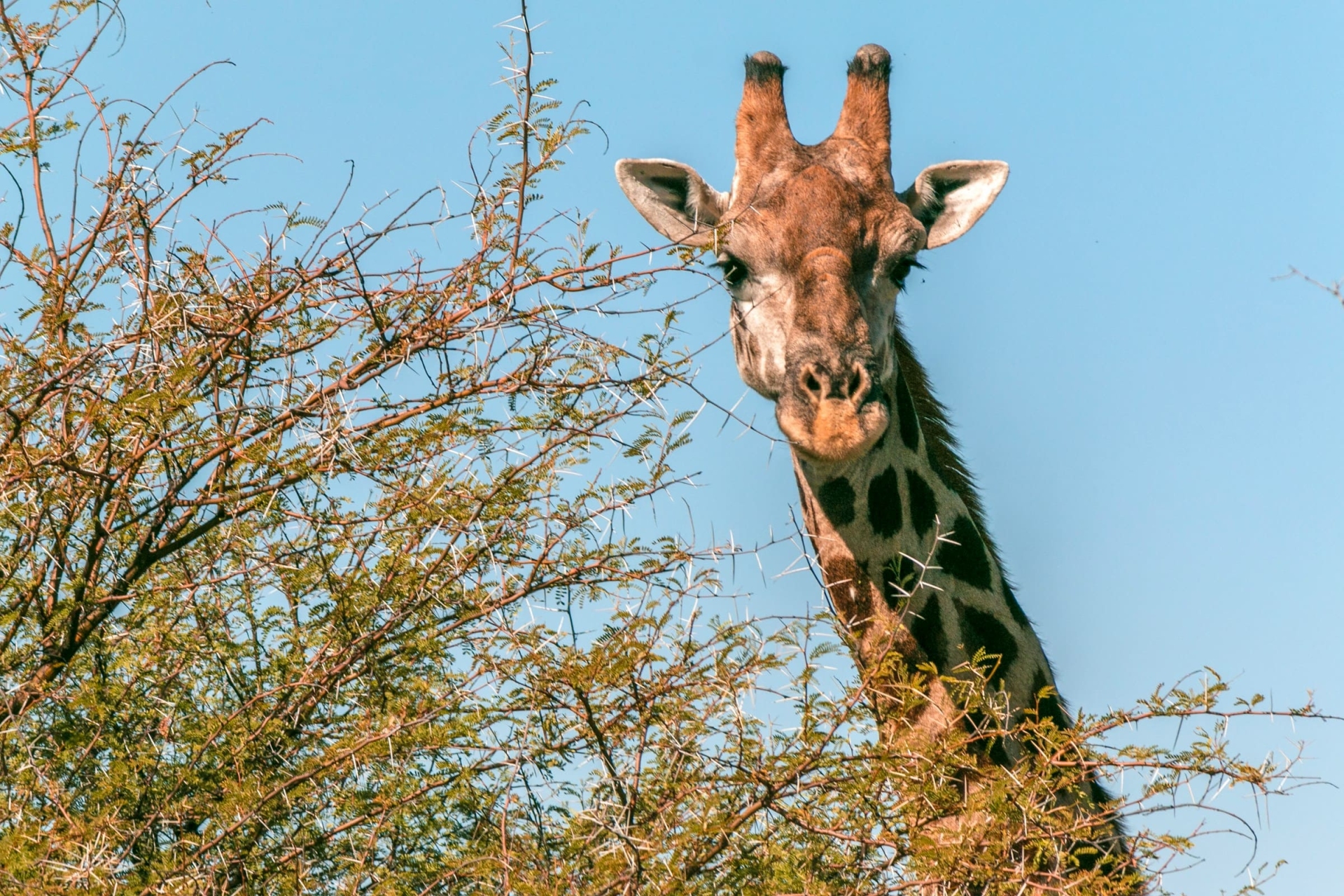 Girafe