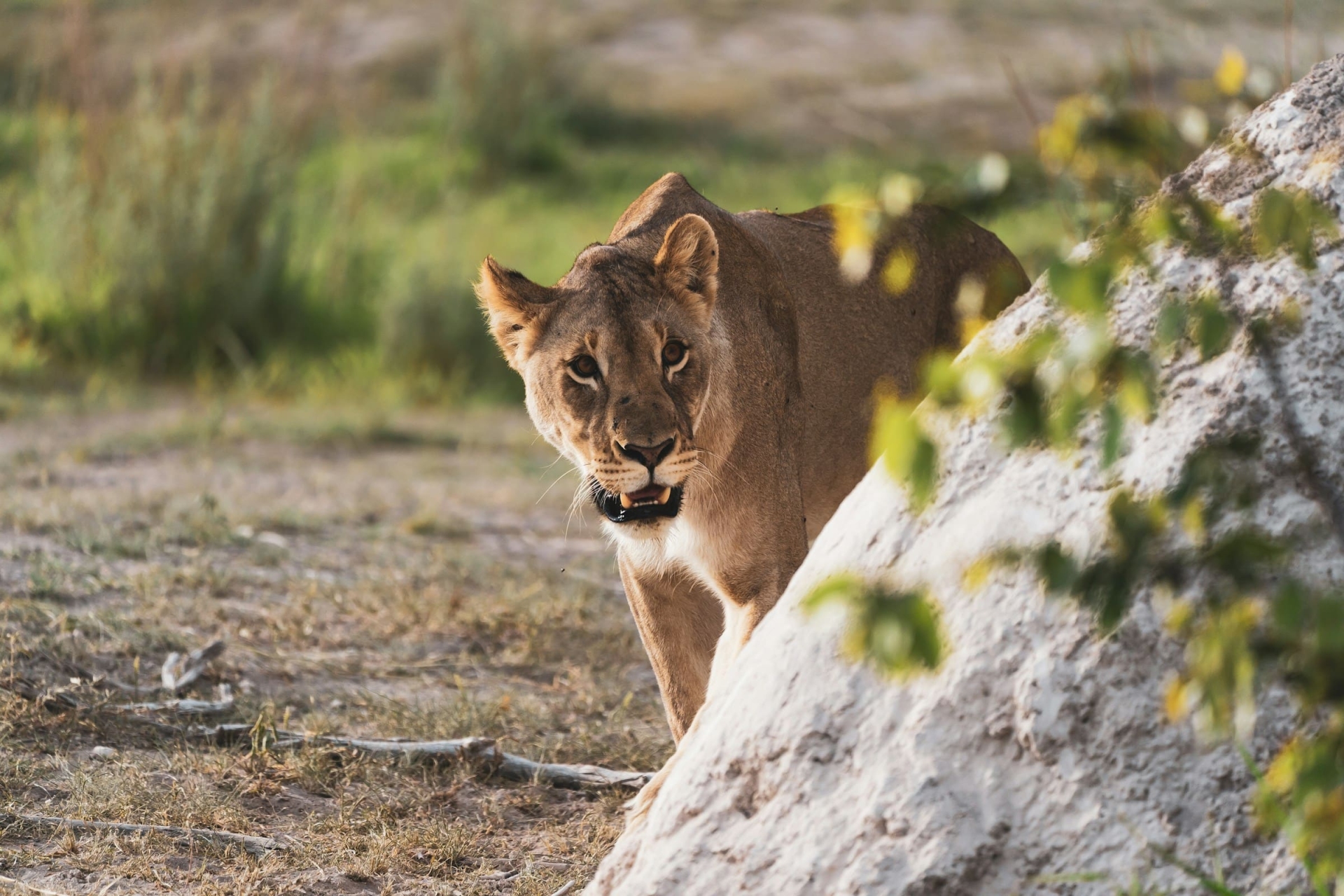 Lionne à Etosha