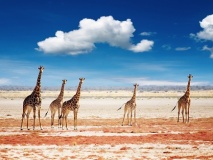 Troupeau de girafes, Parc National d'Etosha