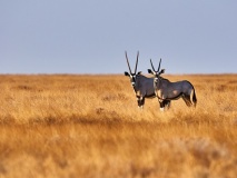 Deux oryx dans la savanne