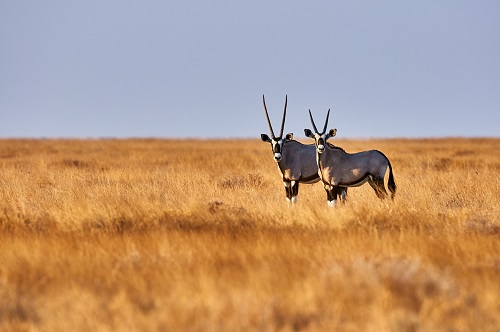 Deux oryx dans la savanne