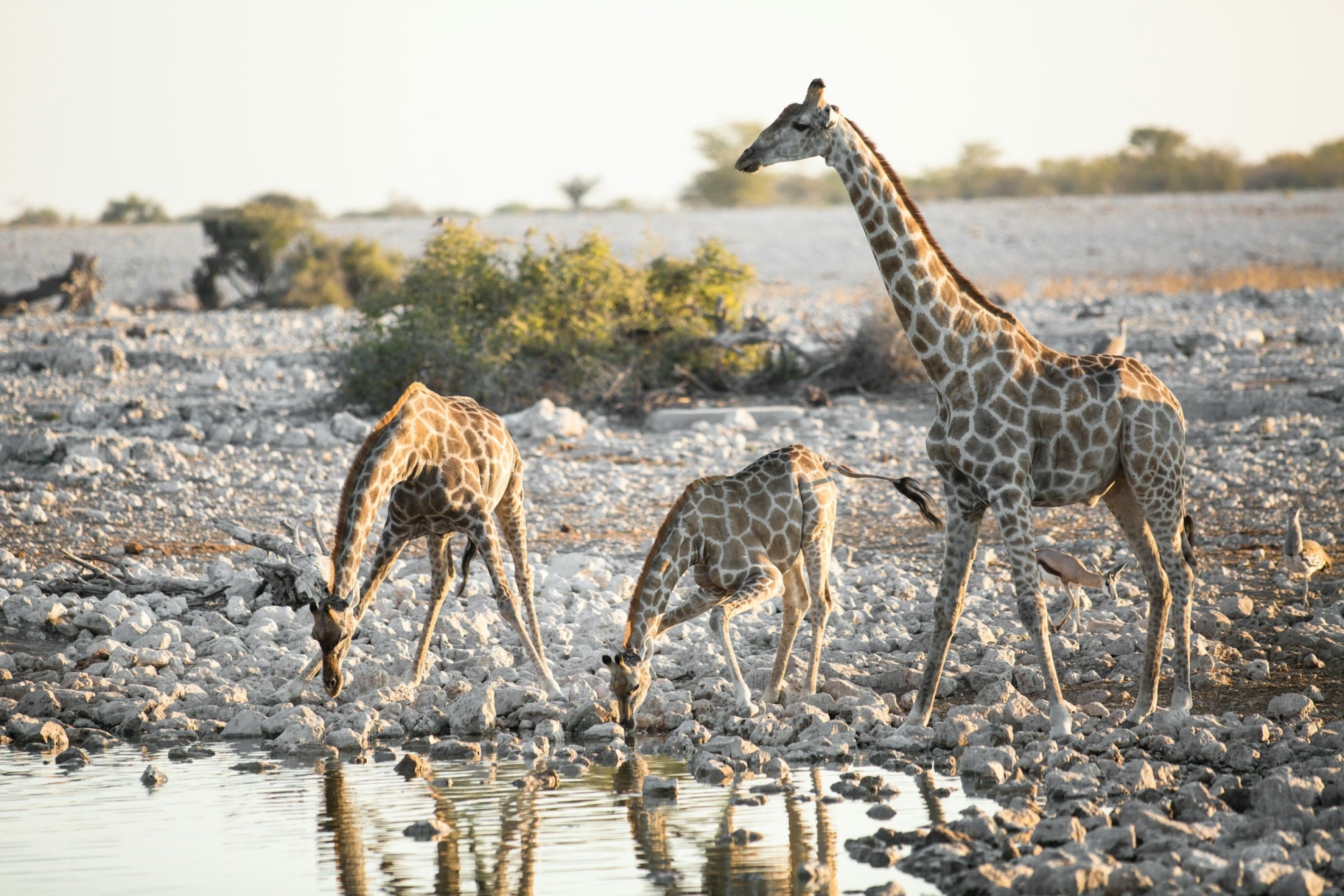 Girafe