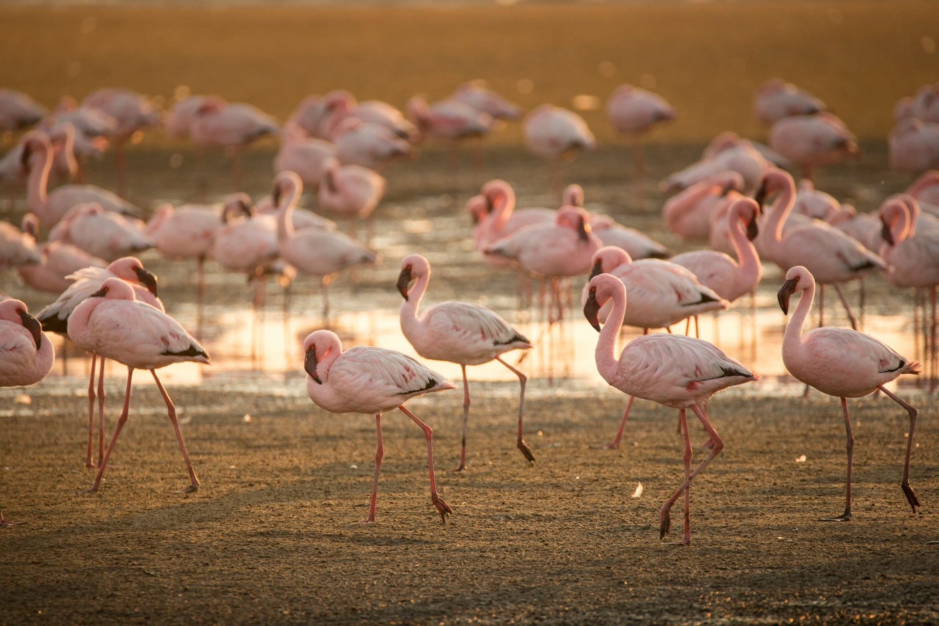 Flamants roses Walvis Bay
