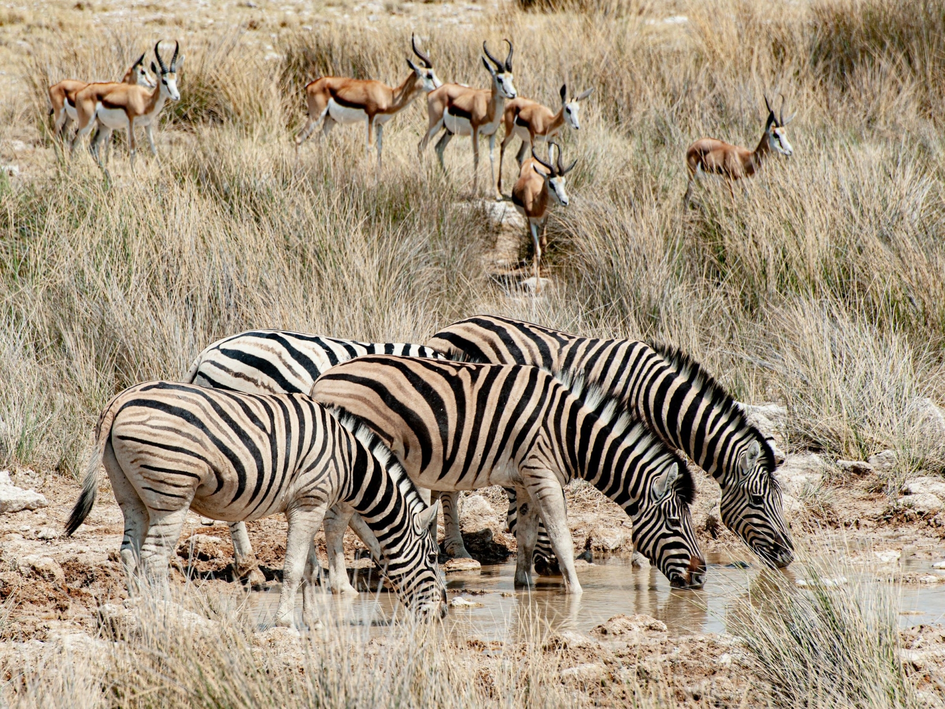 Zèbres à Etosha