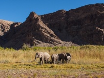 Eléphants du désert