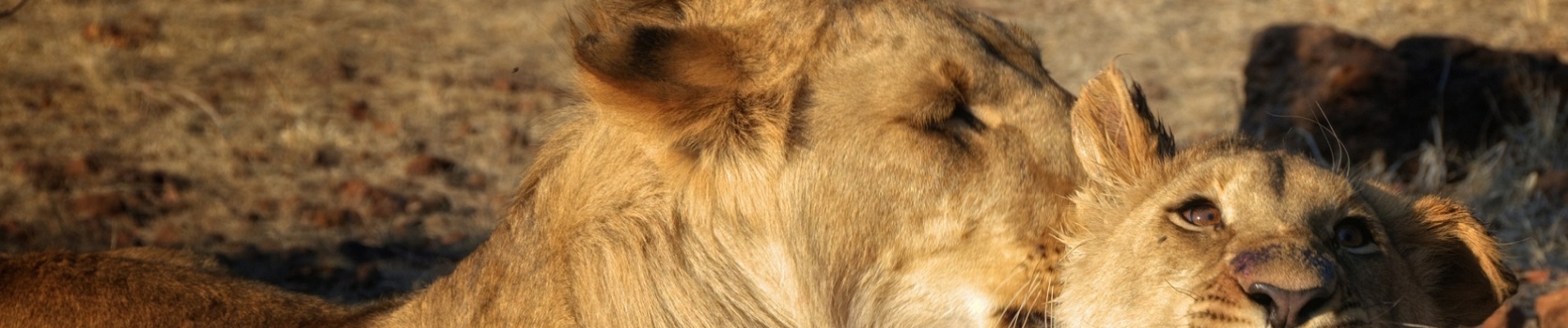Amazing Lions in wildlife