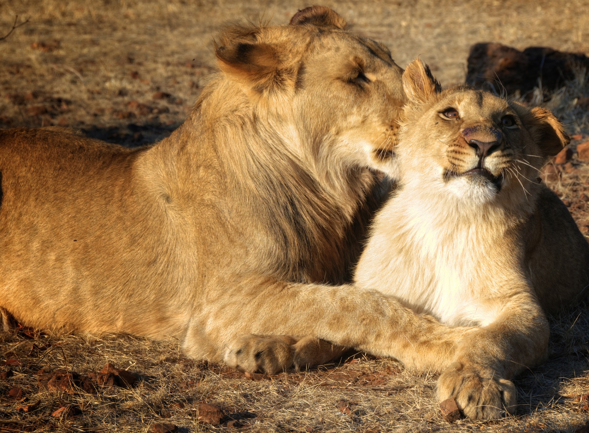 Amazing Lions in wildlife
