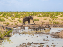 Sanctuaire d'Etosha​