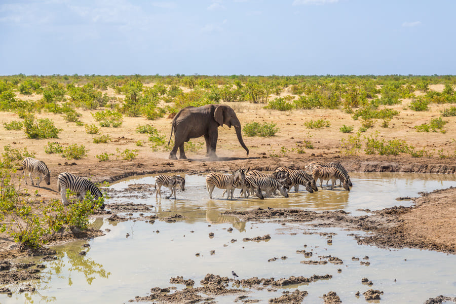 Sanctuaire d'Etosha​