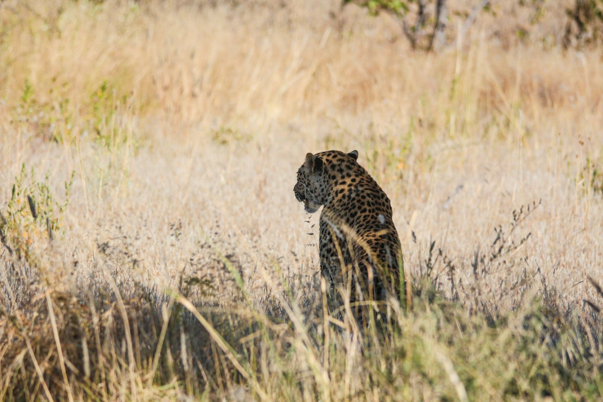 Léopard à Etosha