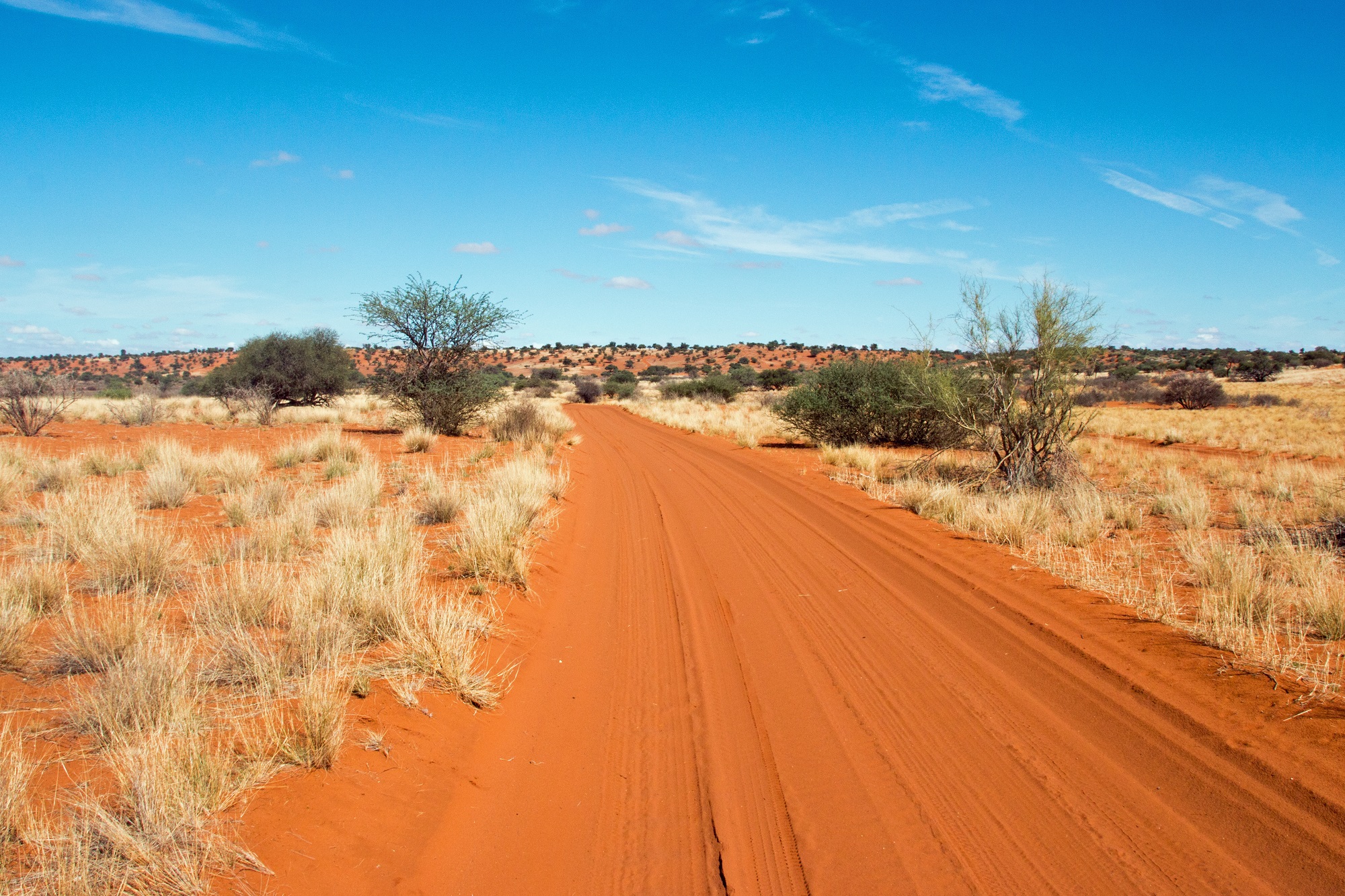Piste dans le désert du Kalahari