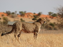 Guépard