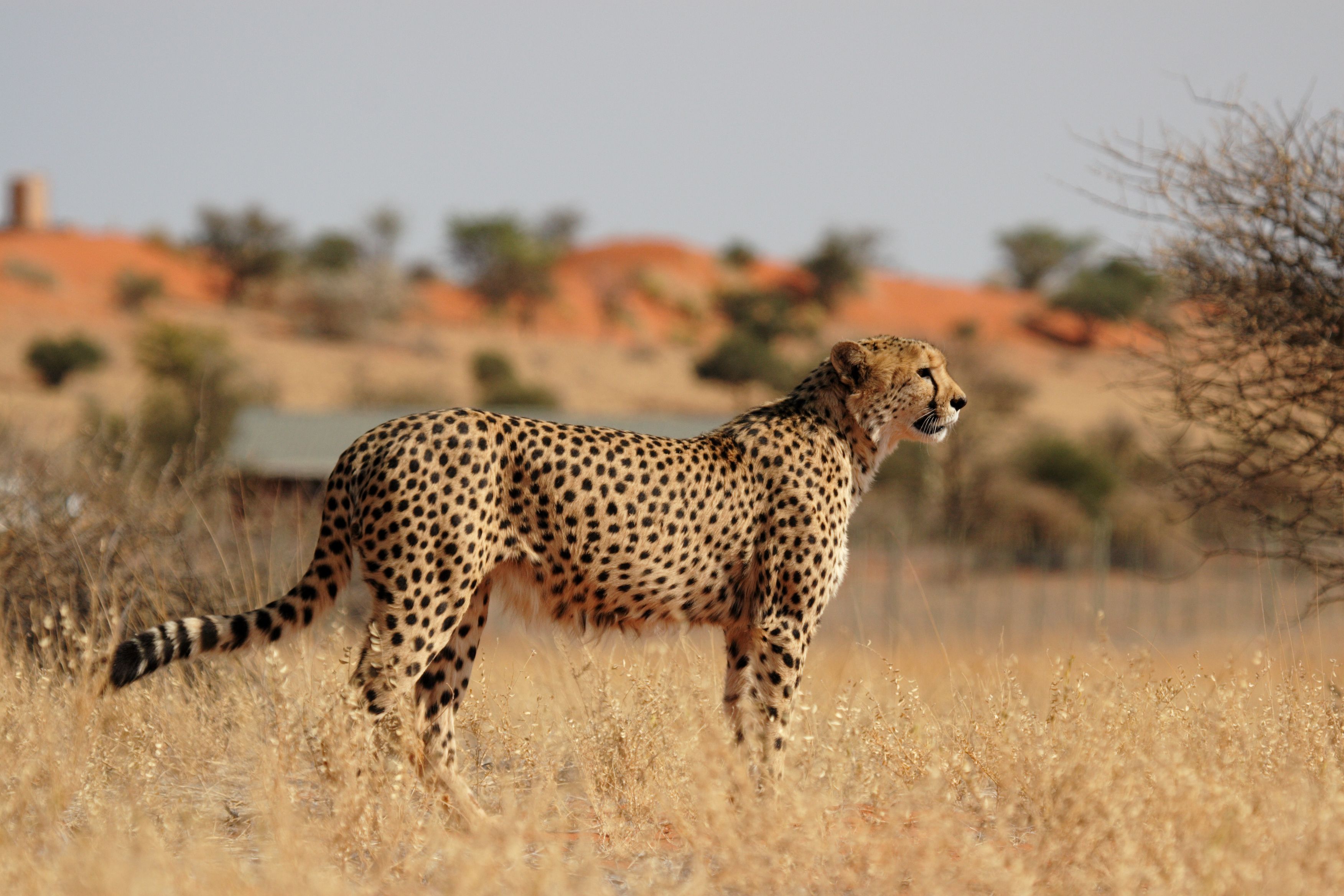 Guépard