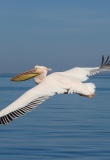 Pelican en vol