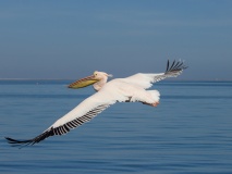 Pelican en vol