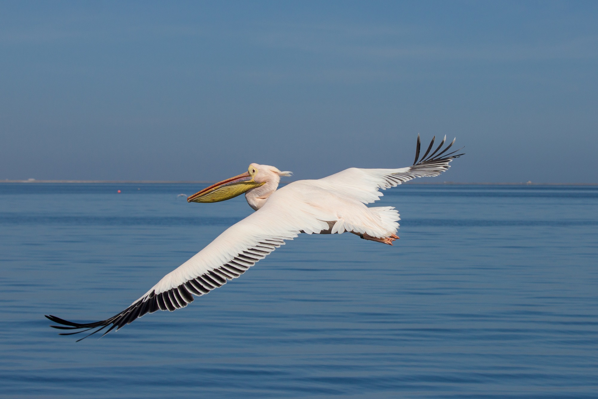 Pelican en vol