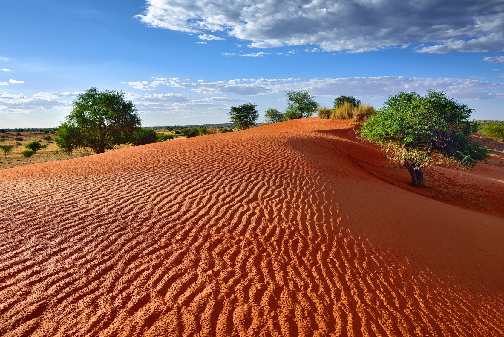 Kalahari, Namibie
