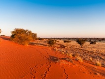 Désert du Kalahari