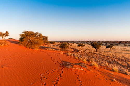 Désert du Kalahari