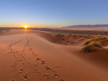 Oryx tracks to sunset