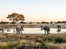 elephant Namibie