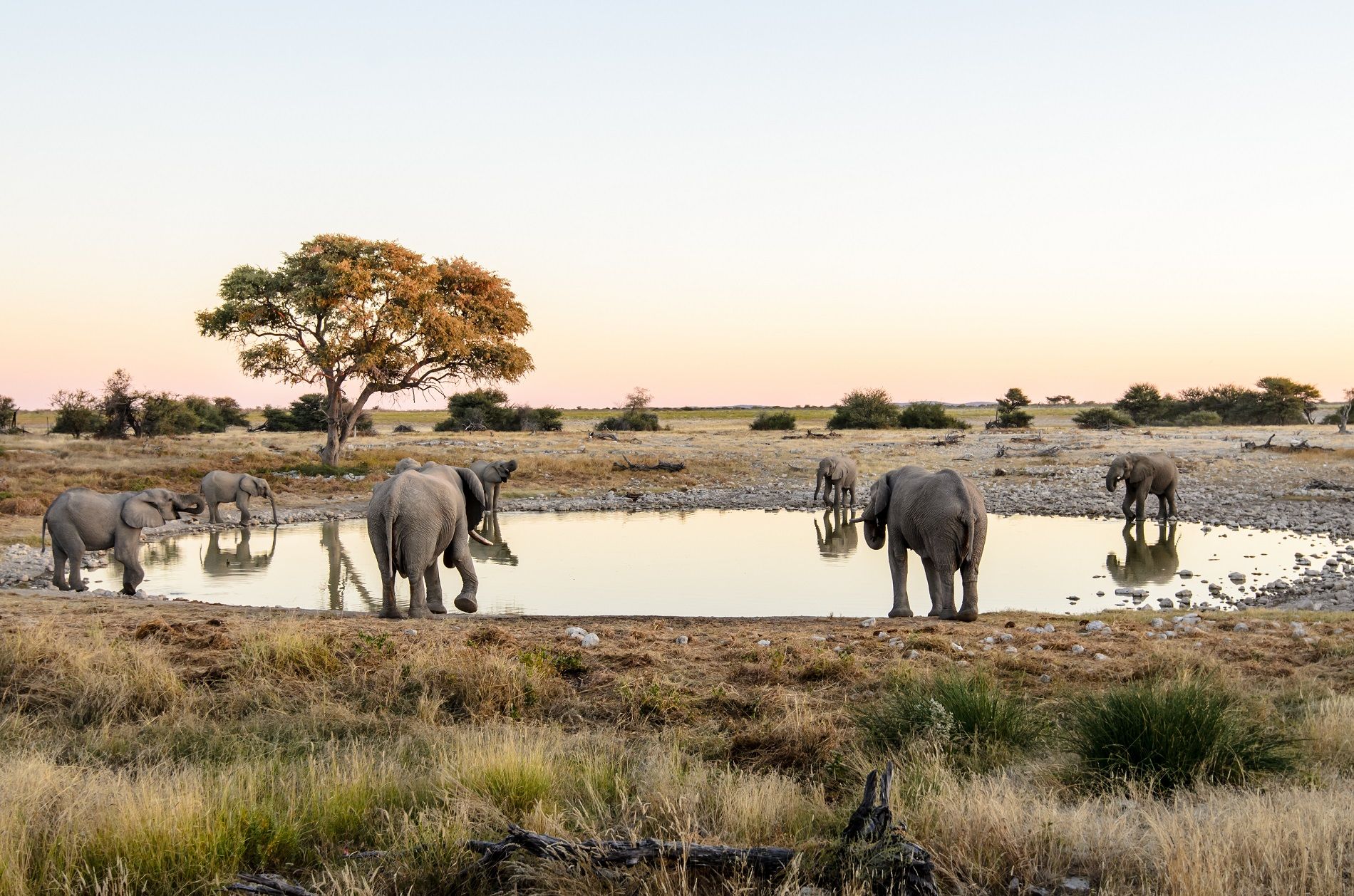 elephant Namibie